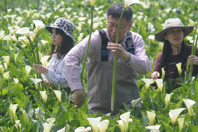 地價稅調整時間中央地方不同調，台北市長柯文哲向中央喊話，主張每年調比較方便，不然3年調一次，一下子漲太多，民眾負擔重。(圖為柯P現身竹子湖海芋季，中央社)
