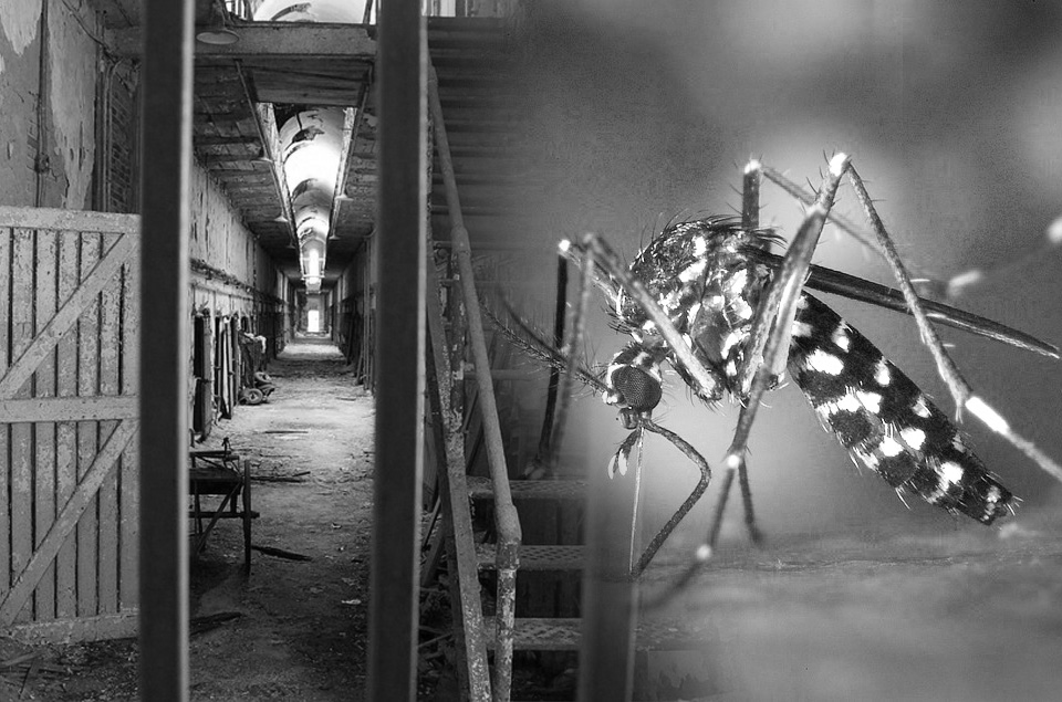 登革熱的文獻都較注重生物學尤其高科技的科學。較少人從歷史、社會經濟的角度來探討。圖／取材自 pixabay（CC0 Public Domain），民報合成後製