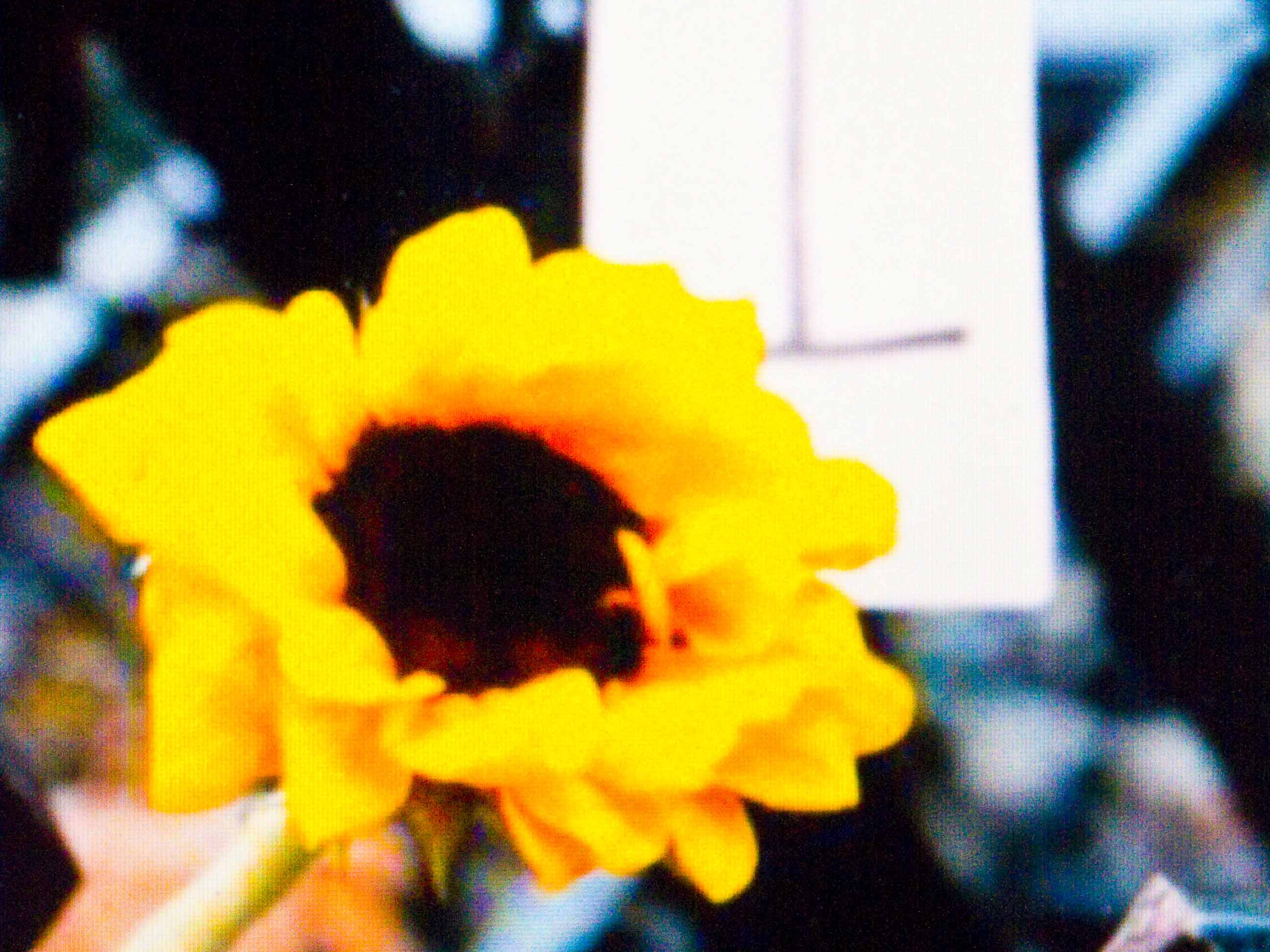 港人期待台灣太陽花精神，在香港遍地開花（網路圖片翻攝)