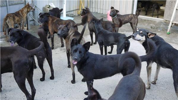 動保法已經立法院修正，規定自106年2月4日起，收容動物不得因逾12天無人認領或認養就予「安樂死」（但嚴重生病者例外），動保團體點名四縣市「高死亡率」＋「低認養率」，批地方首長是「屠狗王」。圖／民報資料照