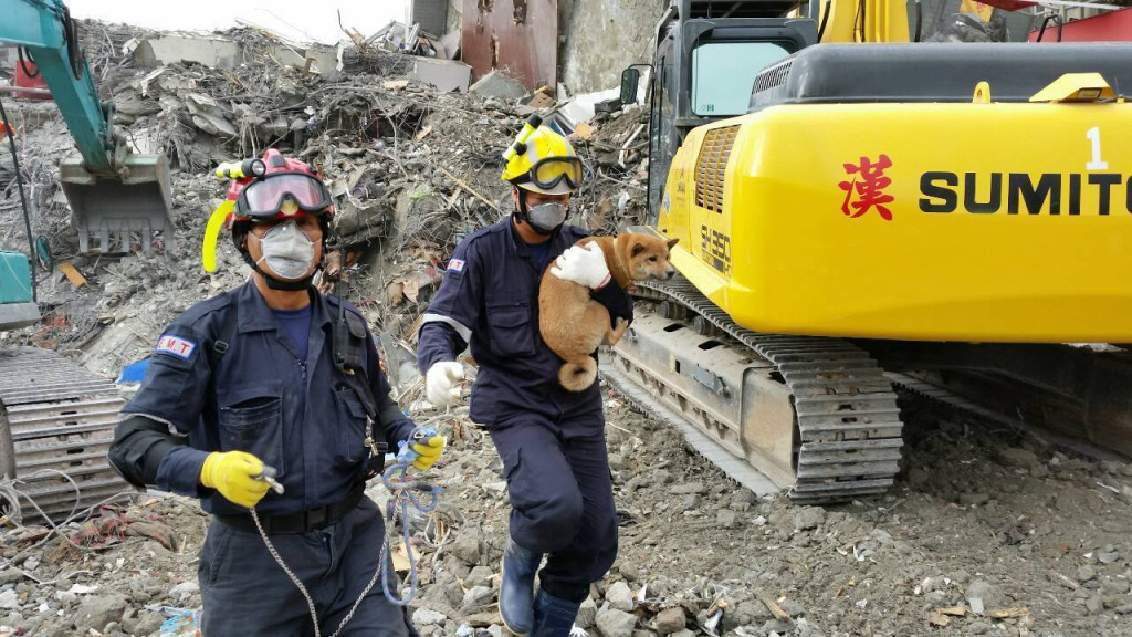 一年前台南大地震維冠大樓災情慘重，所幸有各行各業第一時間跳出來幫忙，才讓災情得以最短時間內復原。圖為搜救隊救出一隻小狗。資料畫面/實習記者陳逸民